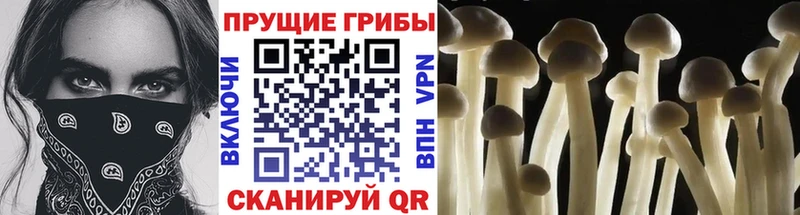 Купить где  Питкяранта  Псилоцибиновые грибы ЛСД 
